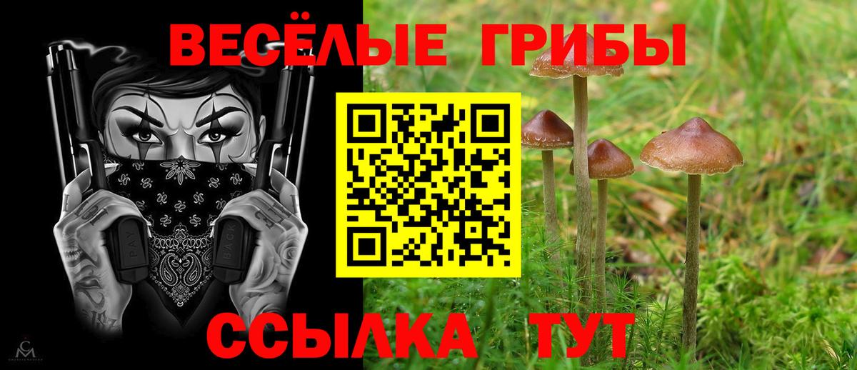 Электрогорск  Галлюциногенные грибы Psilocybe  Вход с VPN 